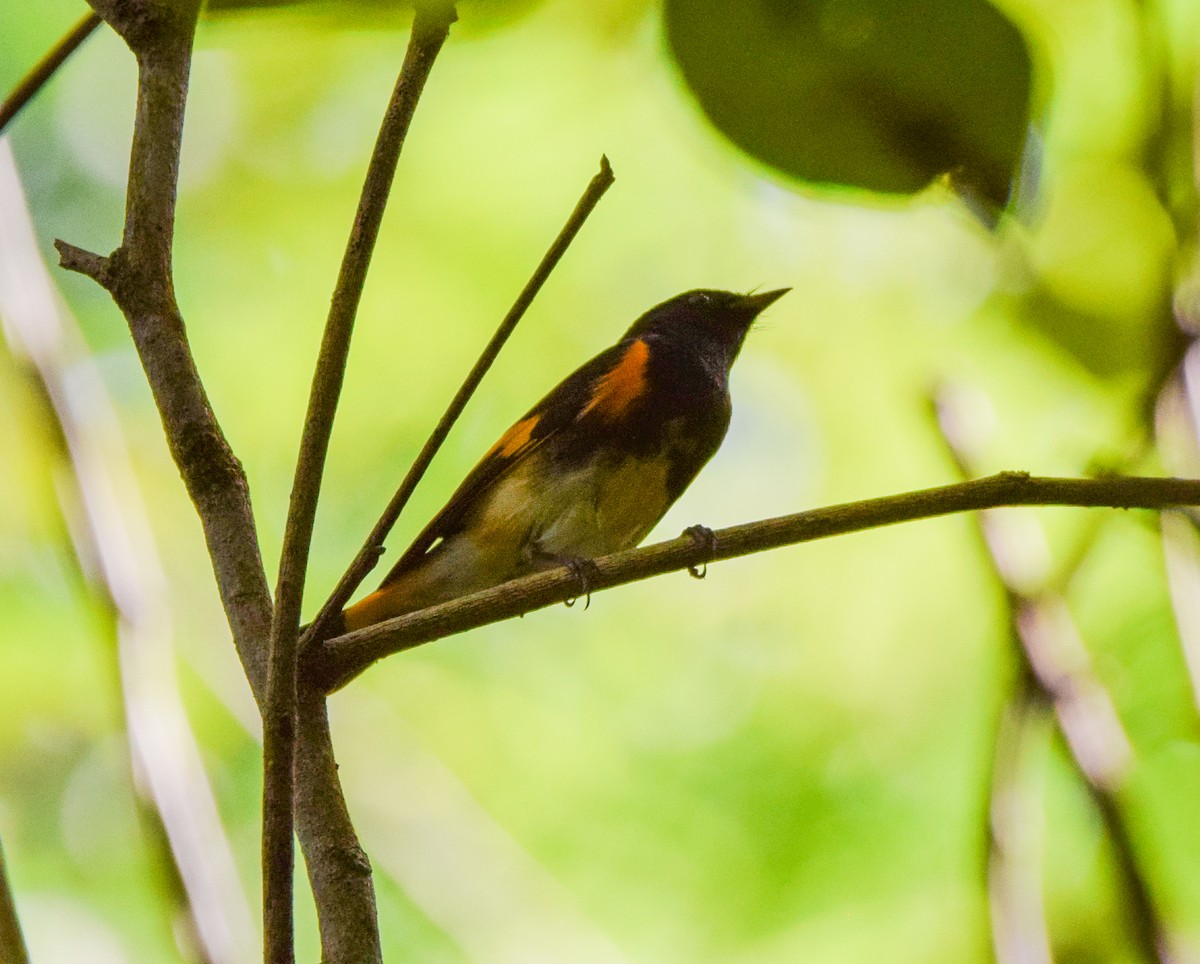 Горихвостковая древесница - ML647437488