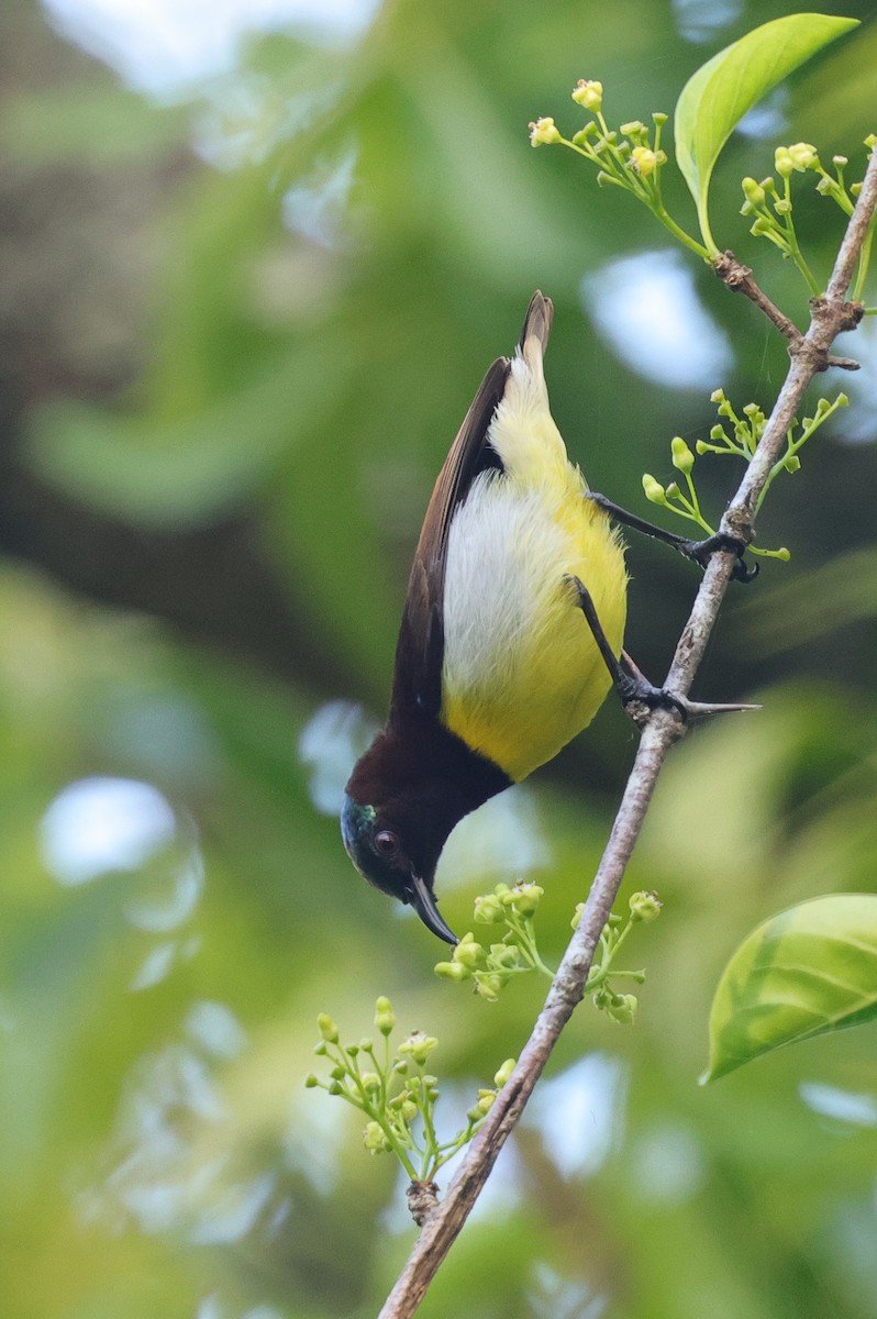 Purple-rumped Sunbird - ML647437489