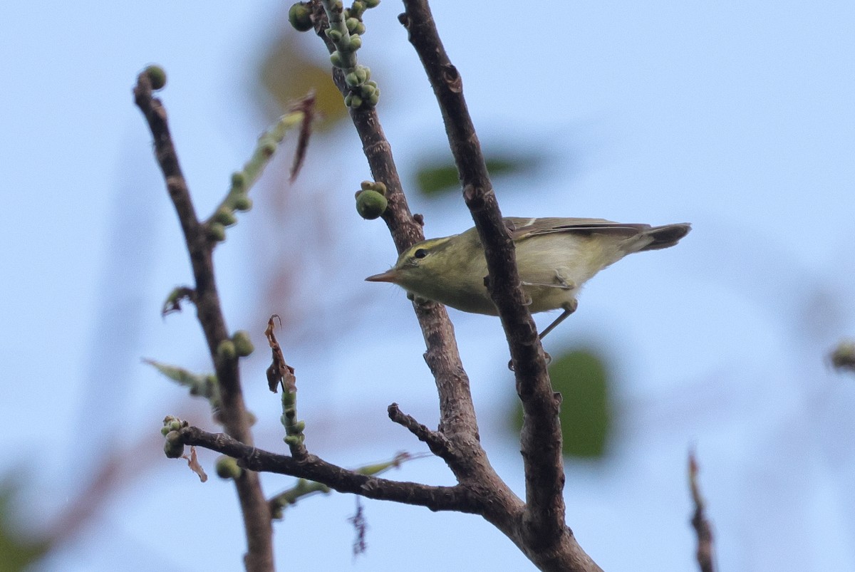 Вівчарик жовточеревий - ML647437490