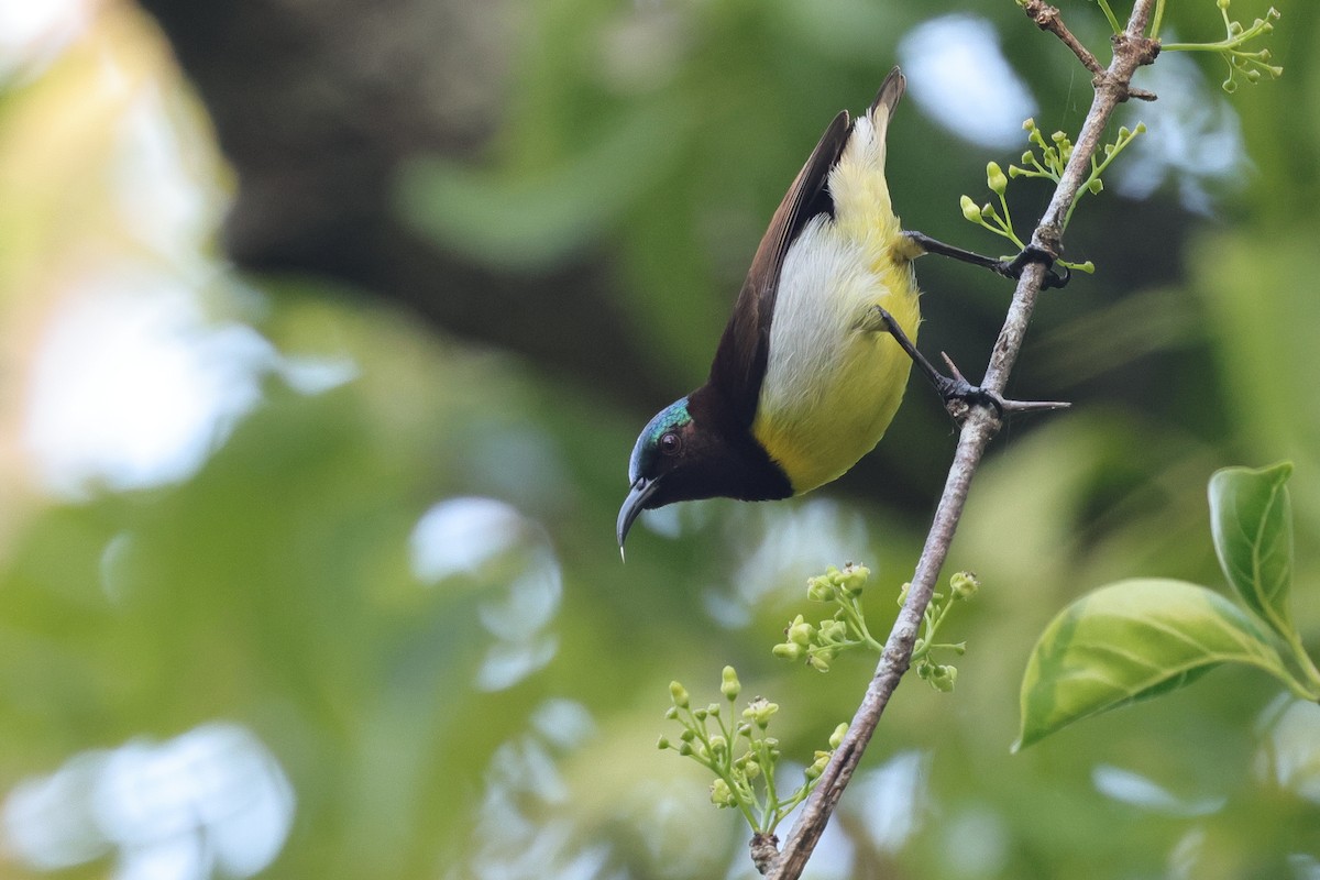Purple-rumped Sunbird - ML647437491