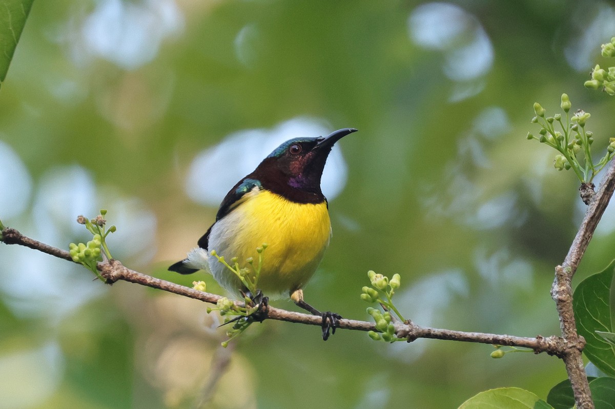 Purple-rumped Sunbird - ML647437492