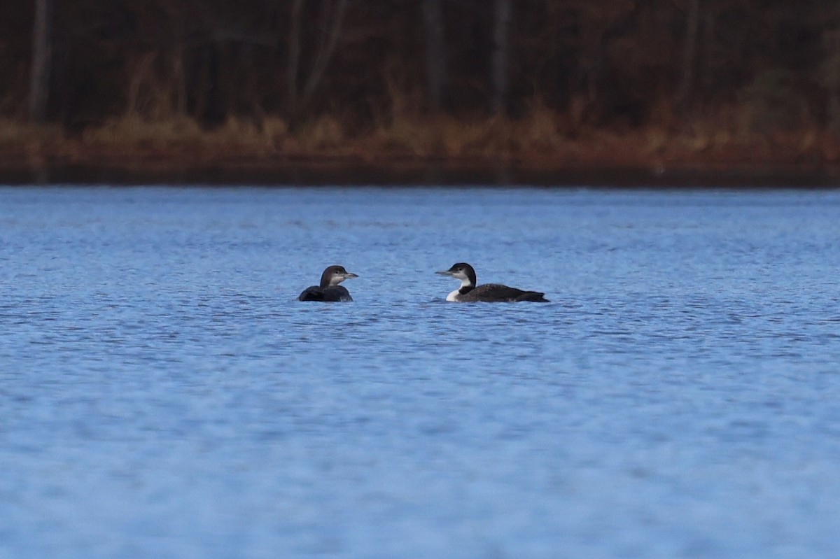 Common Loon - ML647437509