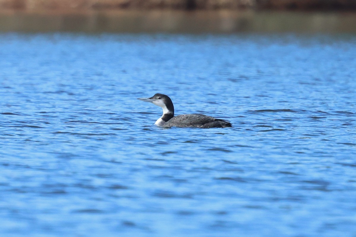 Common Loon - ML647437527