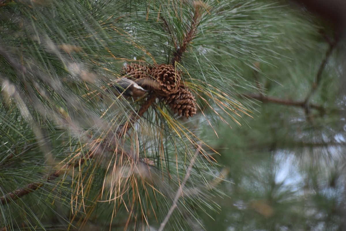 brhlík hnědohlavý - ML647437532