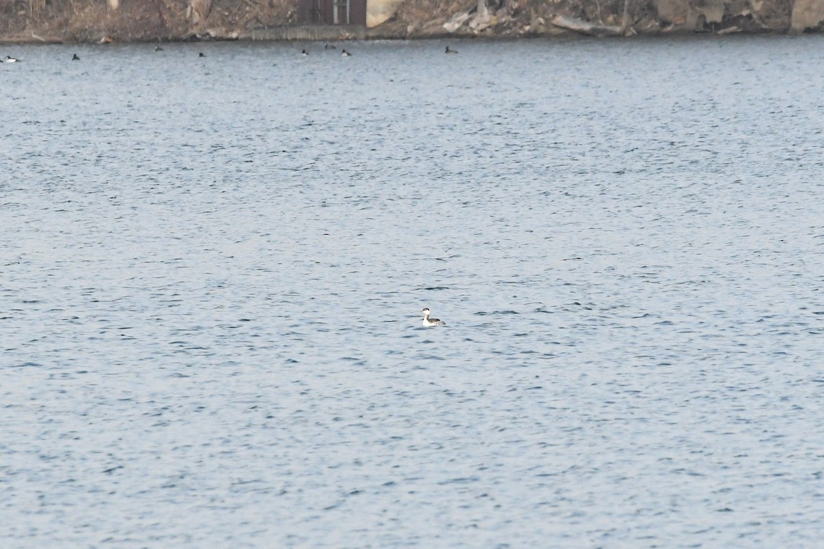 Horned Grebe - ML647437533