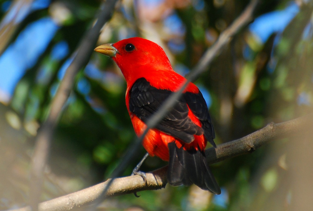 Scarlet Tanager - ML647437536