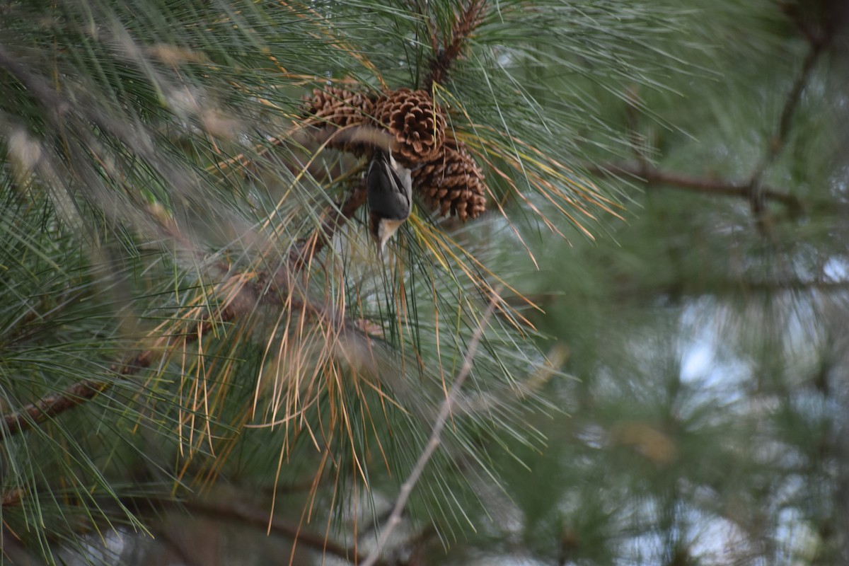 brhlík hnědohlavý - ML647437538