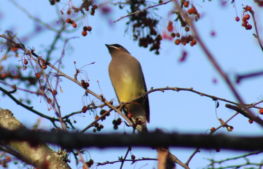 Buztanori amerikarra - ML647437542