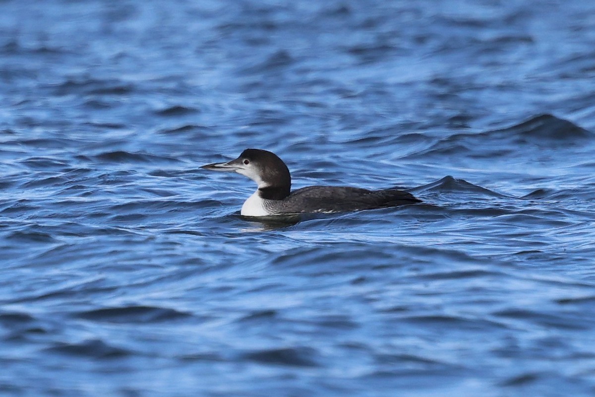 Common Loon - ML647437574