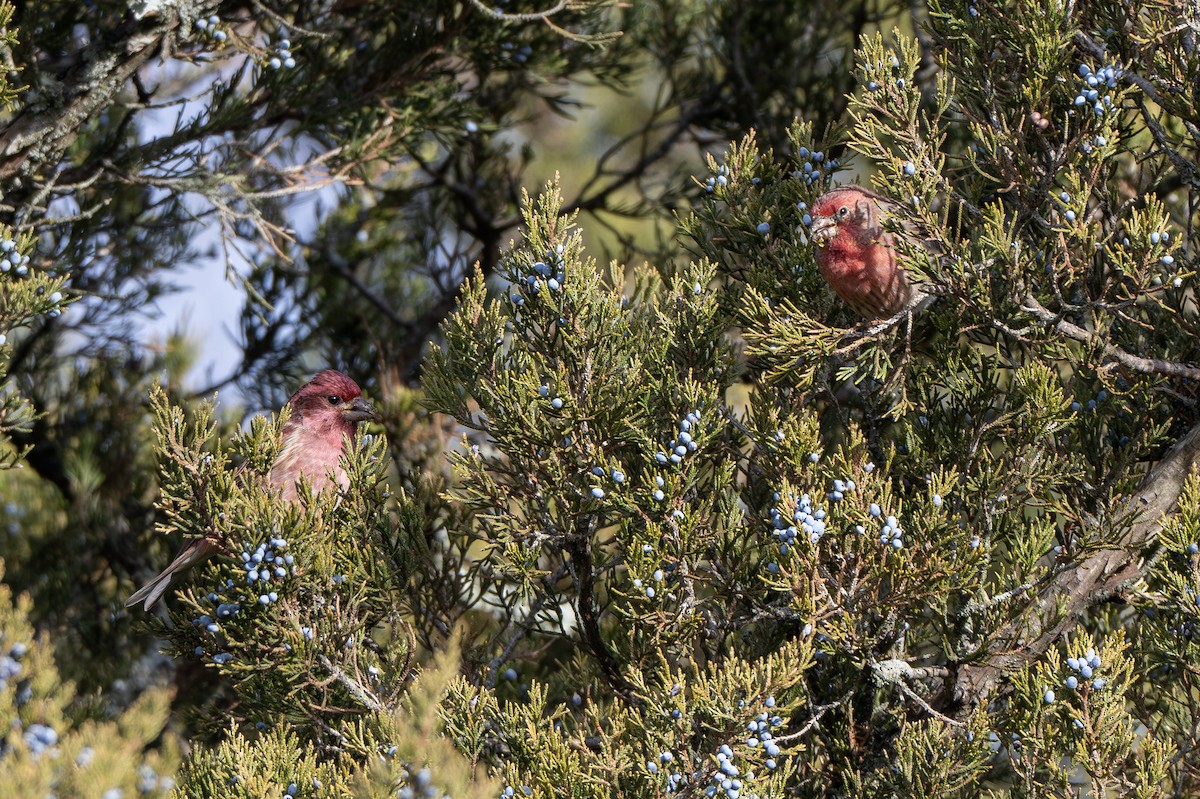 ムラサキマシコ - ML647437577