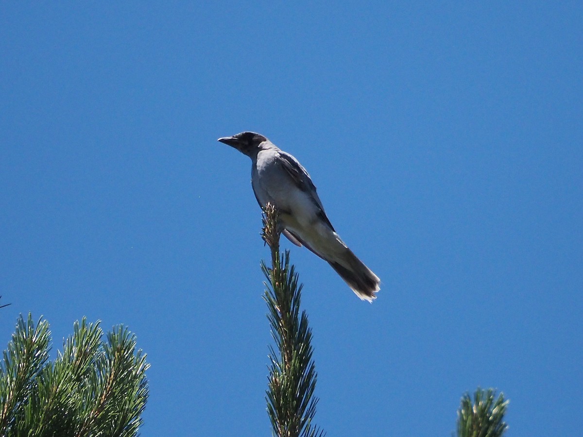 Black-faced Cuckooshrike - ML647437602