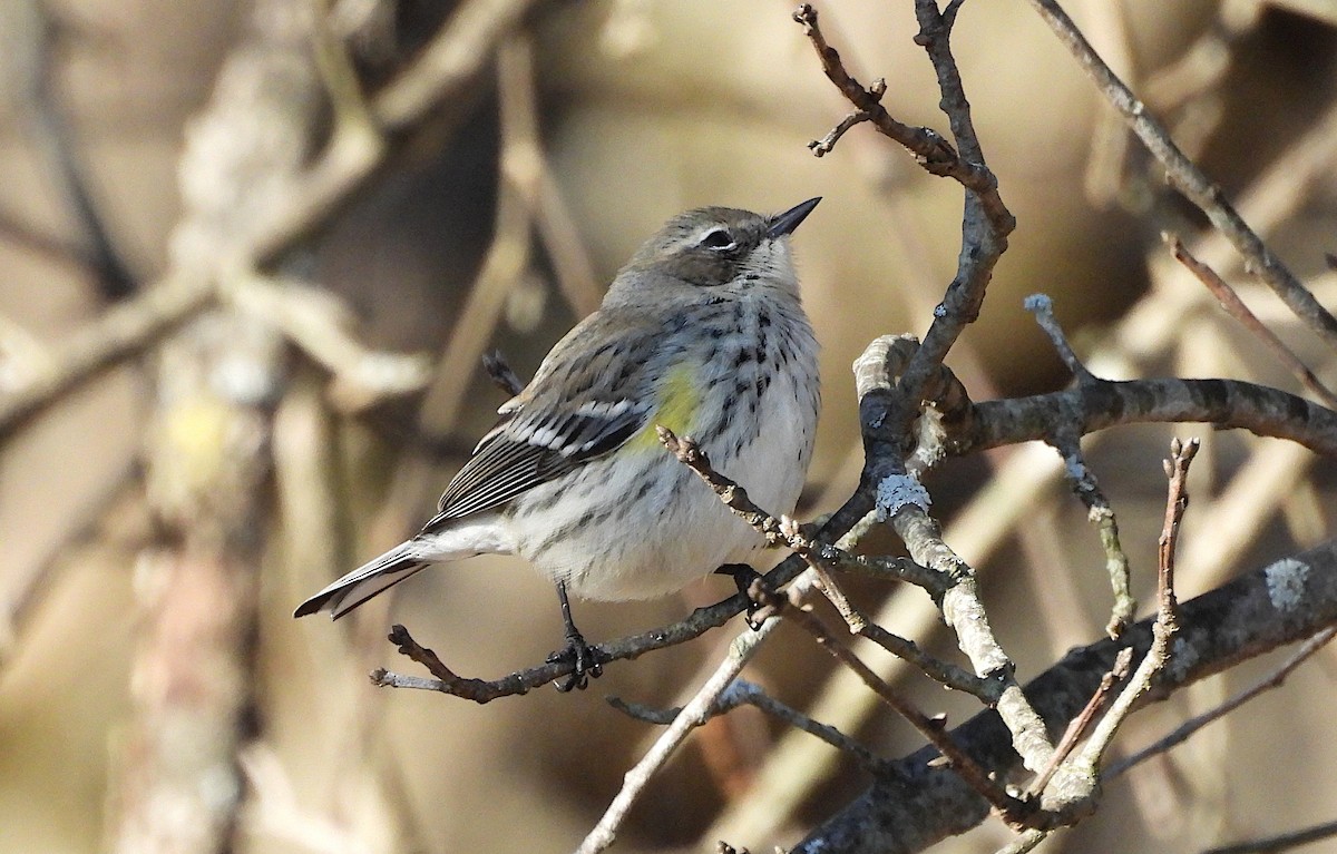 Yellow-rumped Warbler - ML647437609
