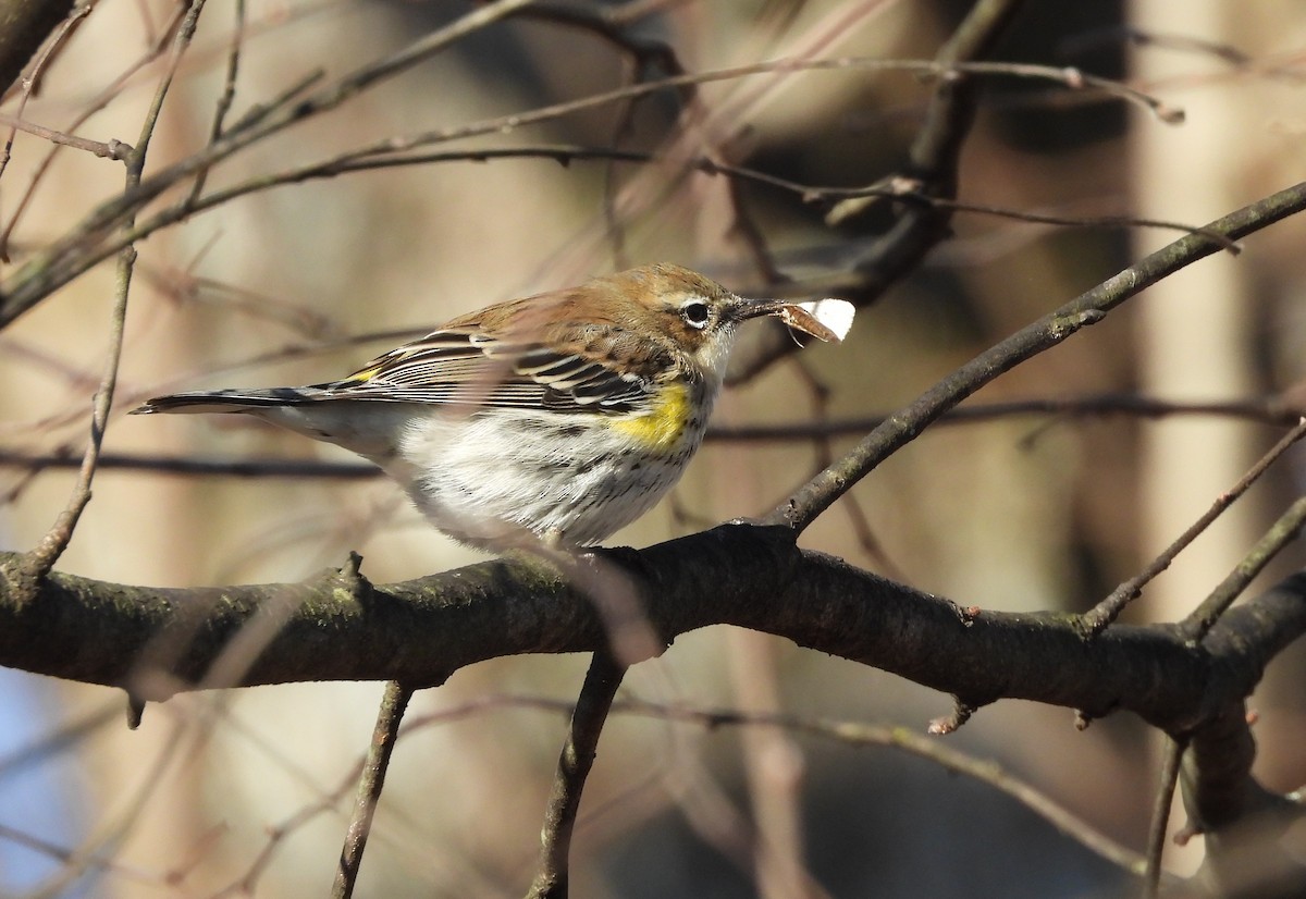 Yellow-rumped Warbler - ML647437610
