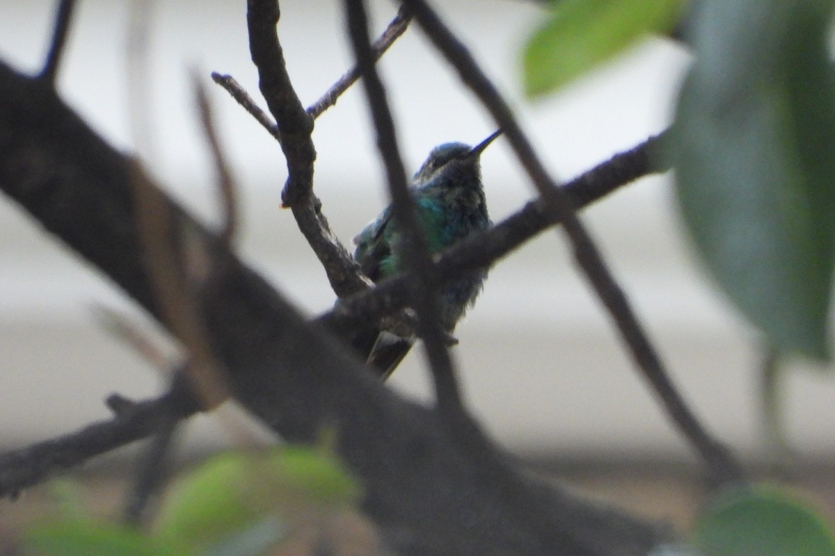 Glanz-Veilchenohrkolibri - ML647437618