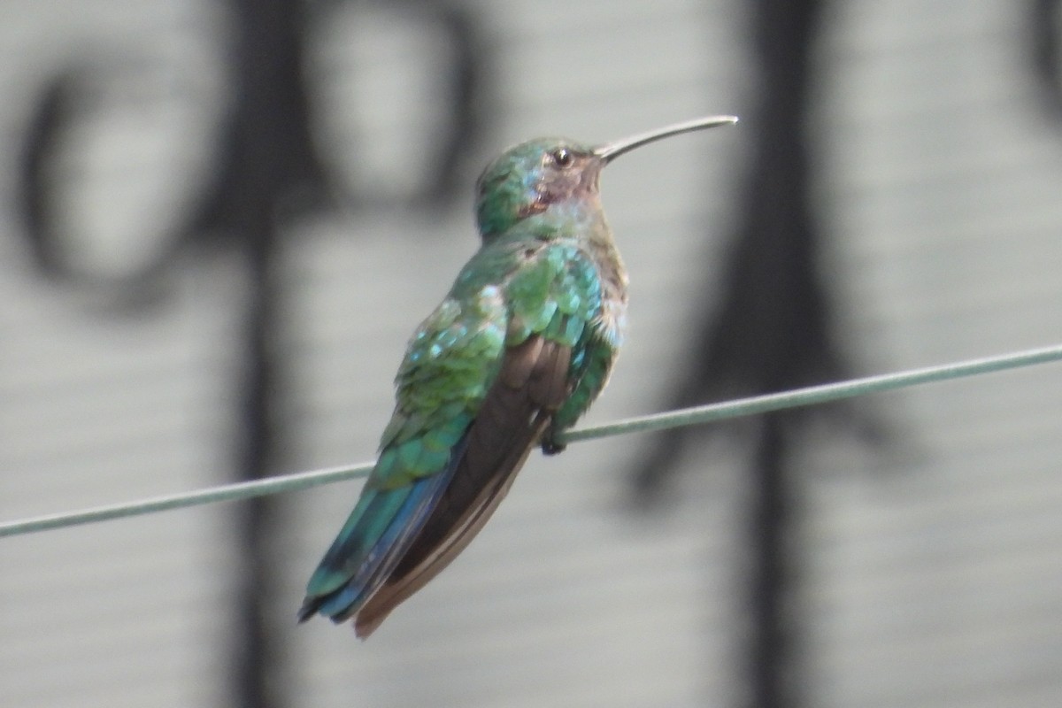 Glanz-Veilchenohrkolibri - ML647437646