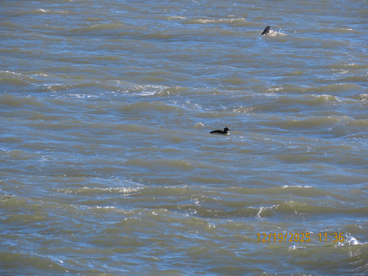 amerikasvartand - ML647437648