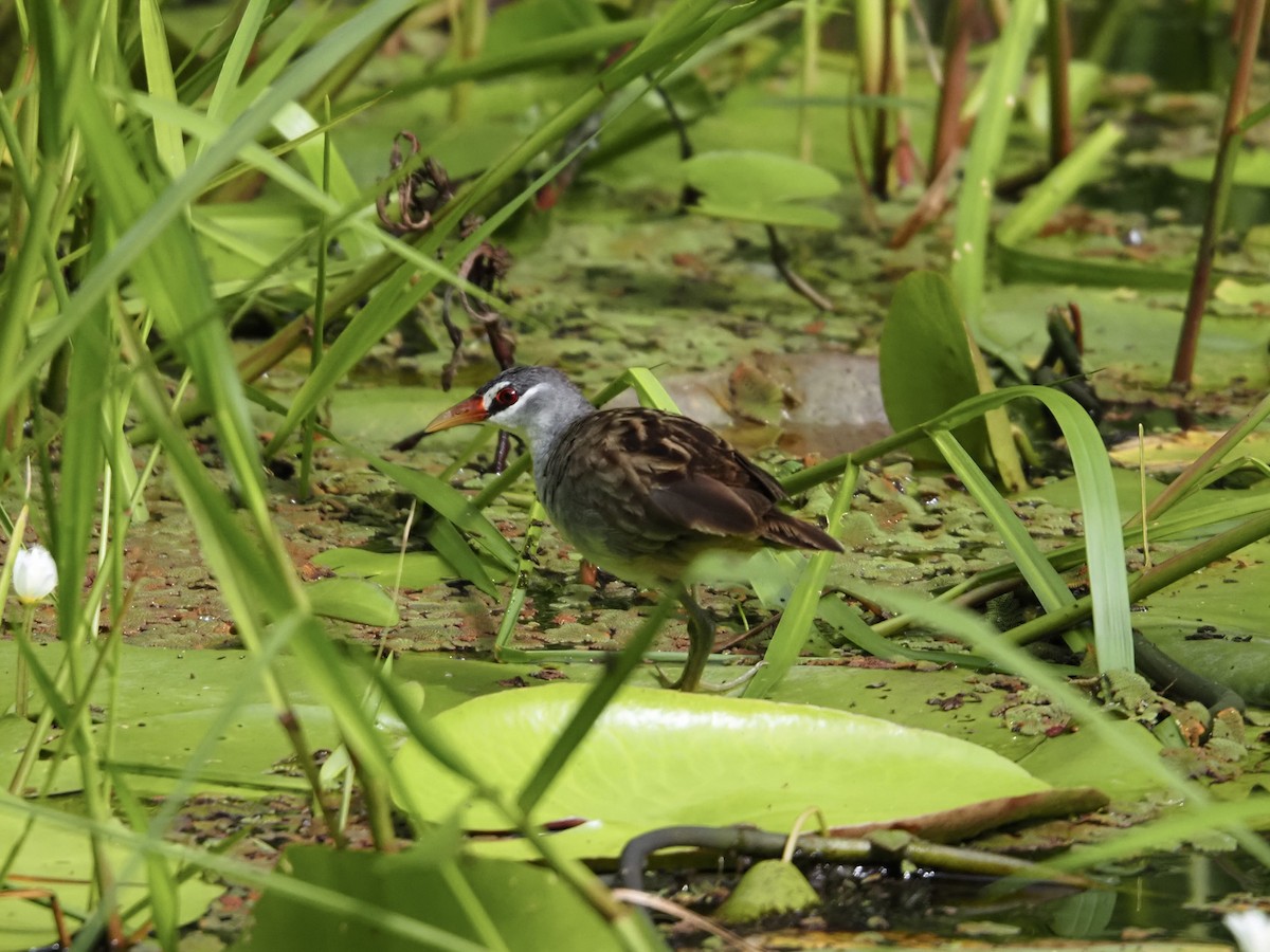 Polluela Cejiblanca - ML647437657