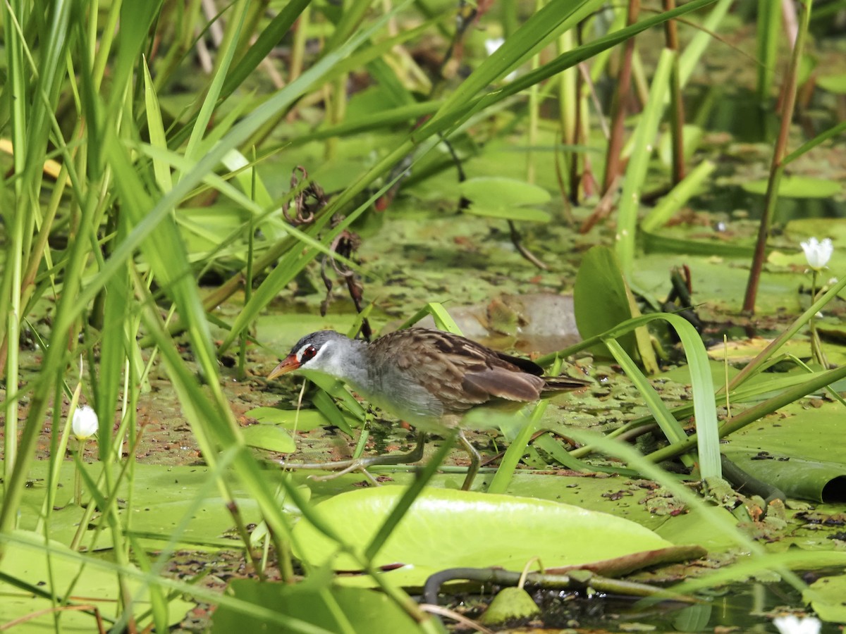 Polluela Cejiblanca - ML647437658