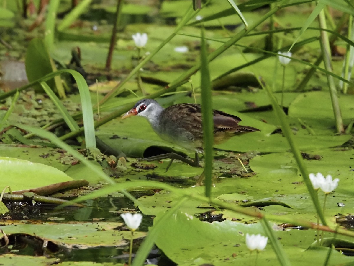 Polluela Cejiblanca - ML647437659