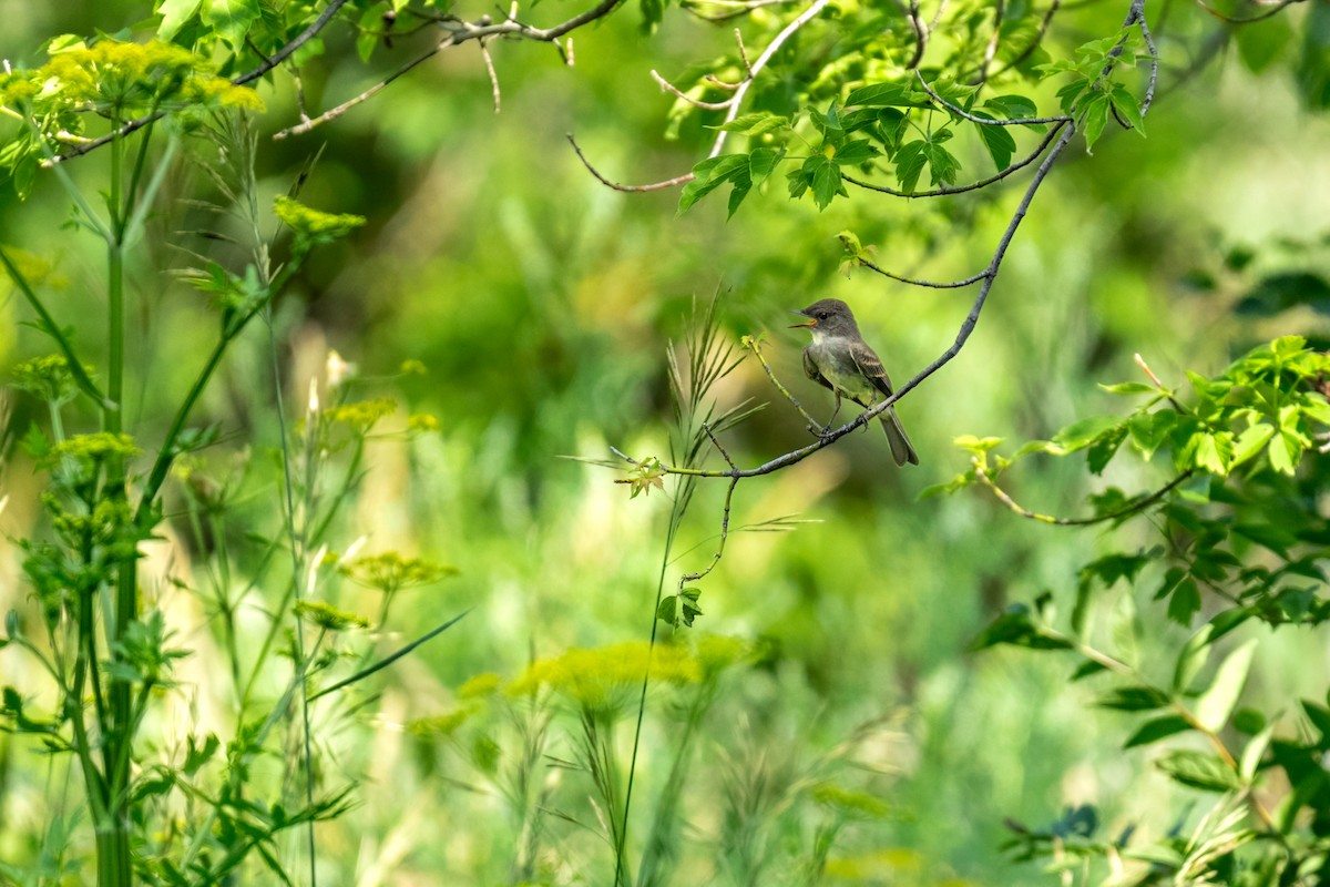 Eastern Wood-Pewee - ML647437686