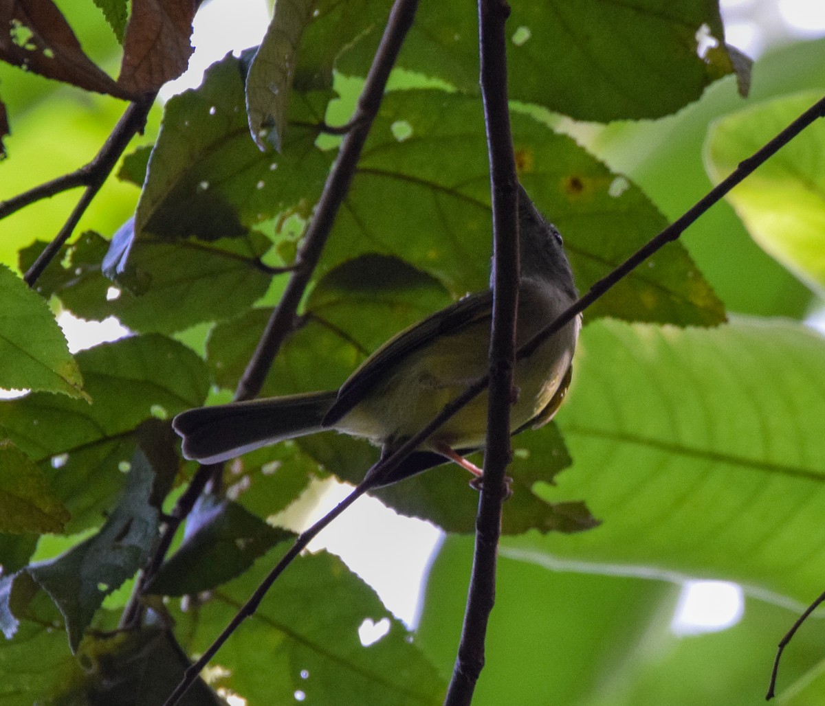 Yellow-olive Flatbill - ML647437687