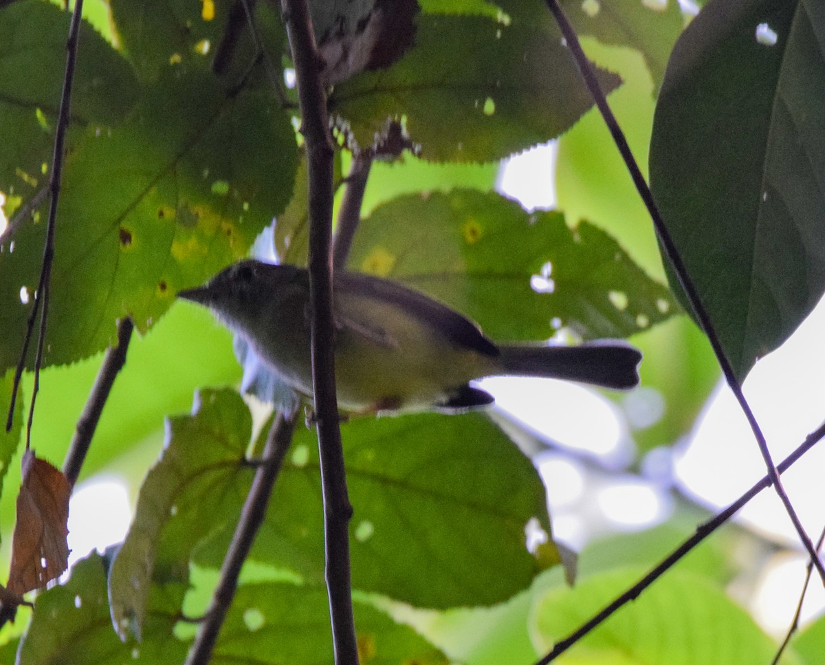 Yellow-olive Flatbill - ML647437688