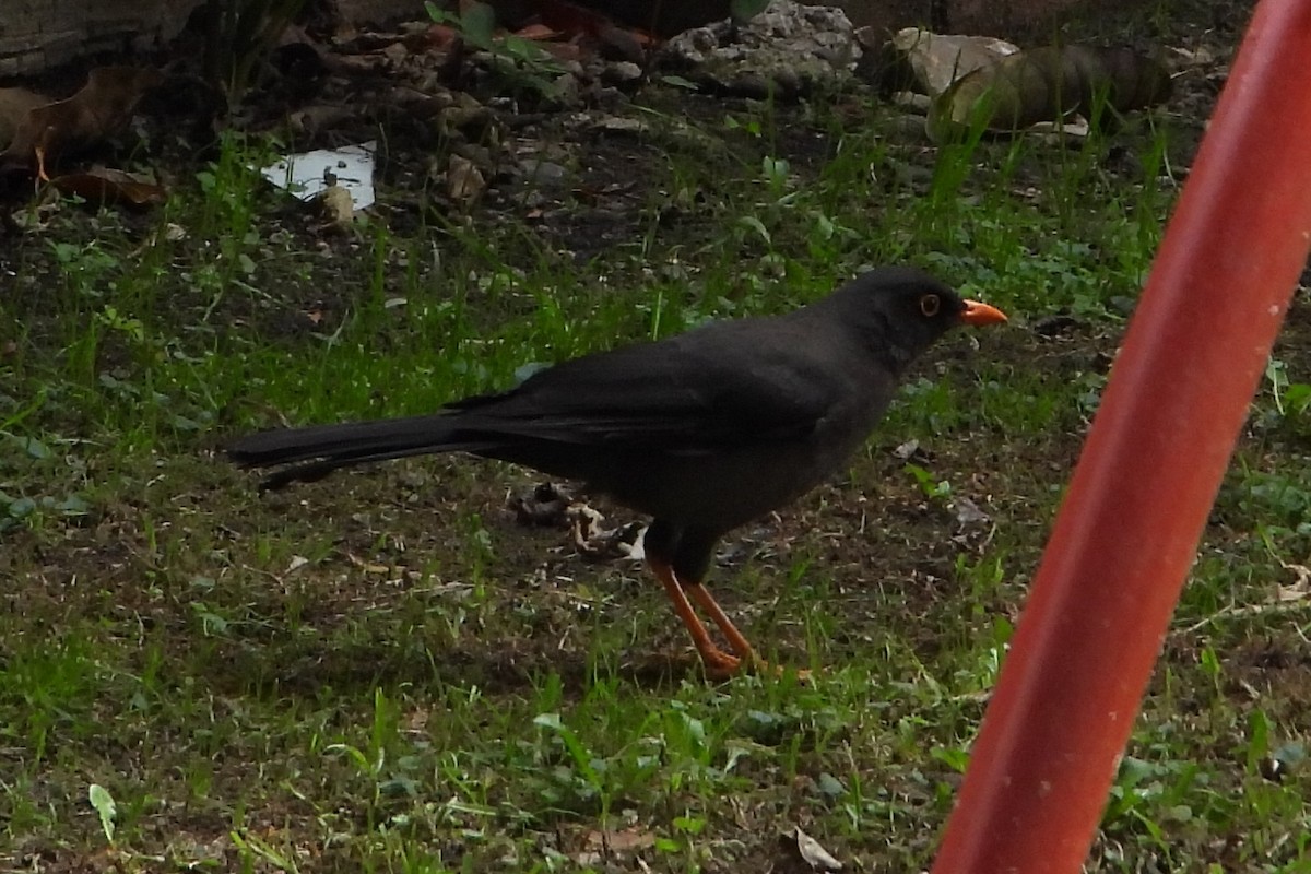 Great Thrush - ML647437707