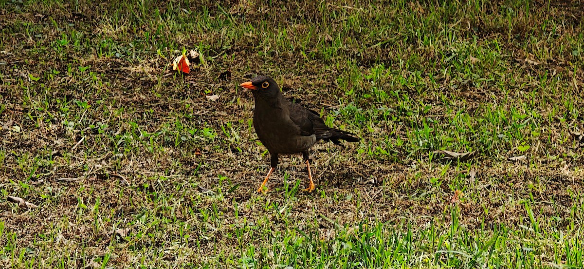 Great Thrush - ML647437708