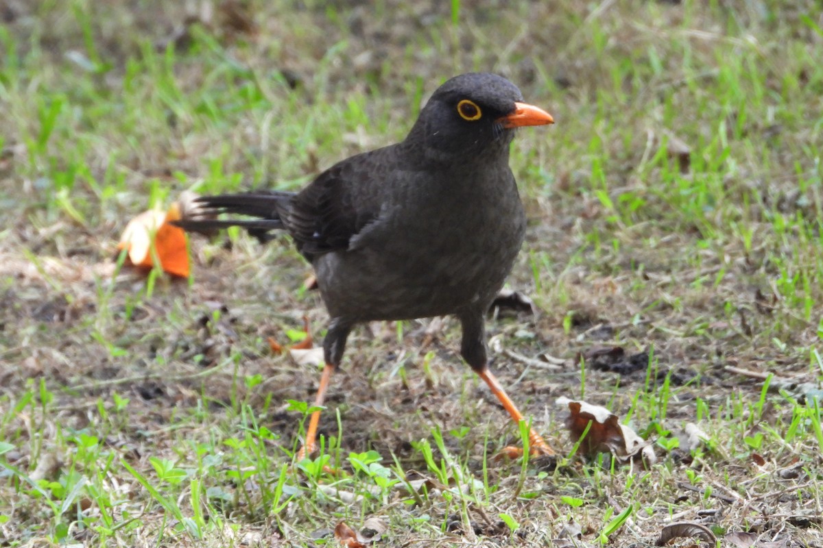 Great Thrush - ML647437709