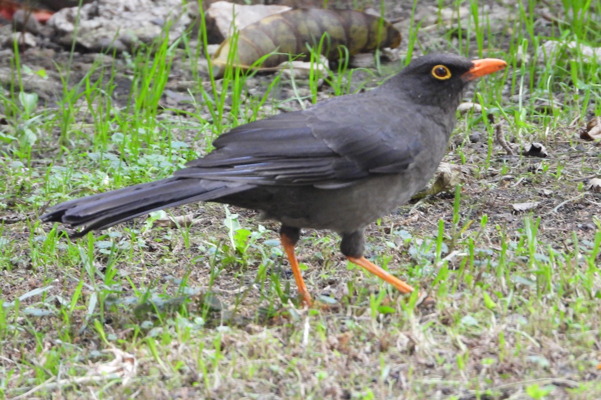 Great Thrush - ML647437710