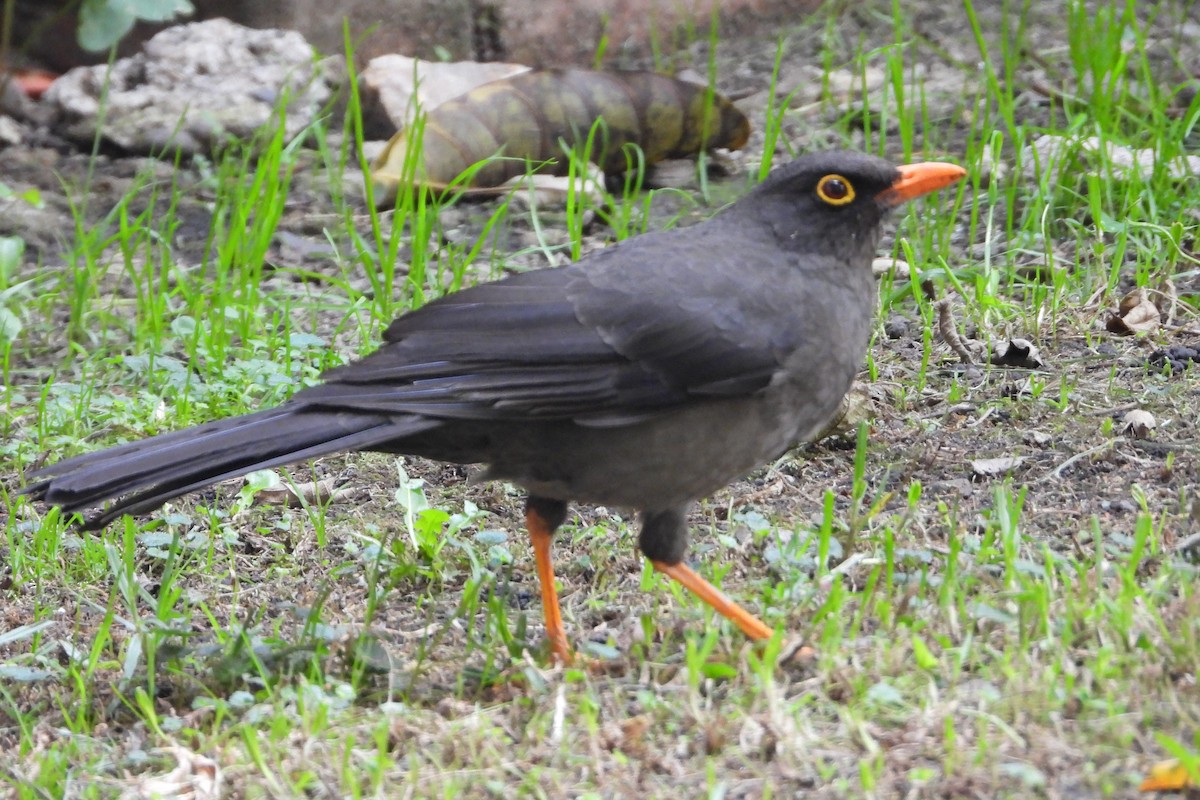 Great Thrush - ML647437711