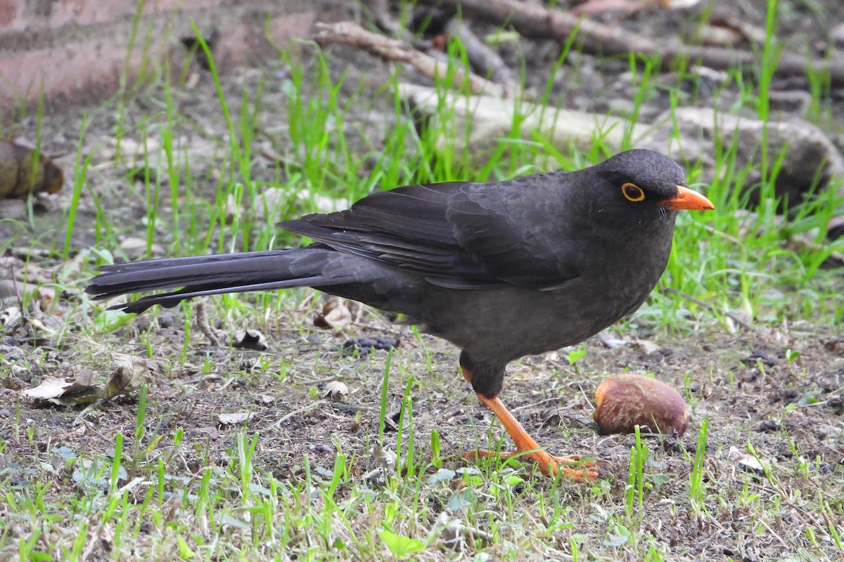 Great Thrush - ML647437712