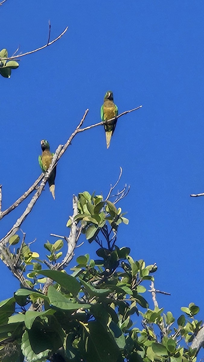 Olive-throated Parakeet - ML647437713