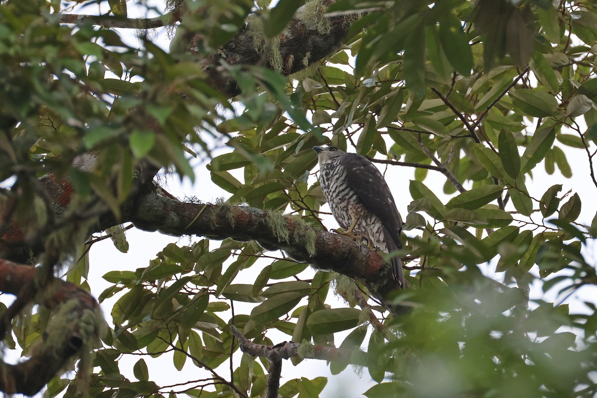 Inselhabicht [hiogaster-Gruppe] - ML647437730