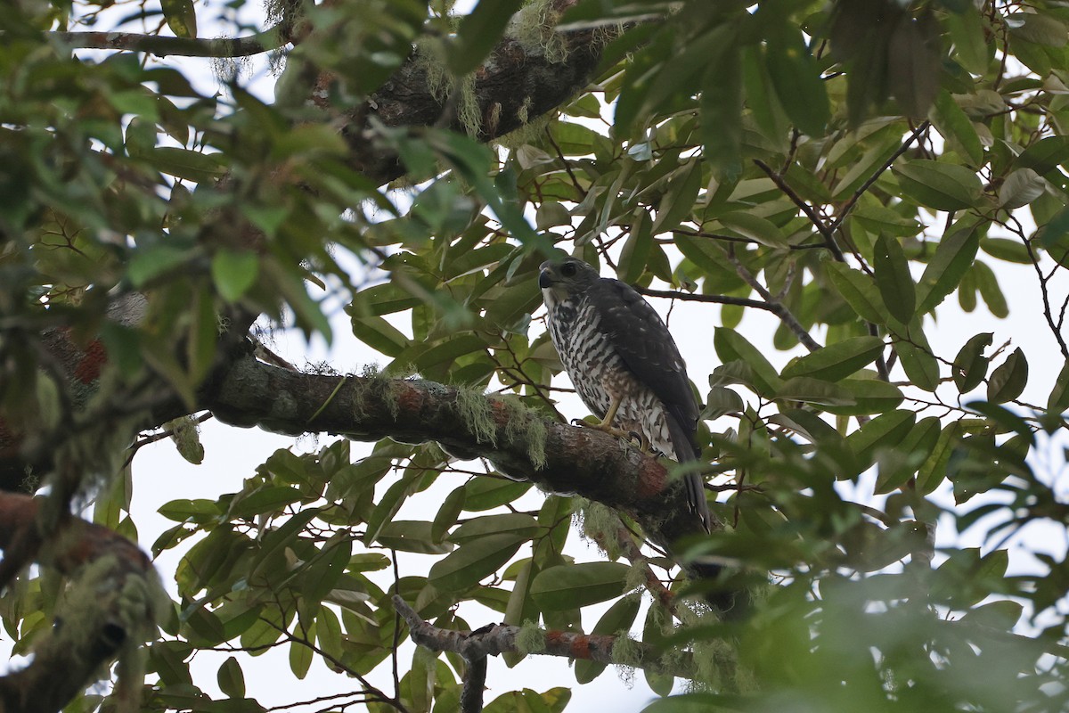 Inselhabicht [hiogaster-Gruppe] - ML647437731