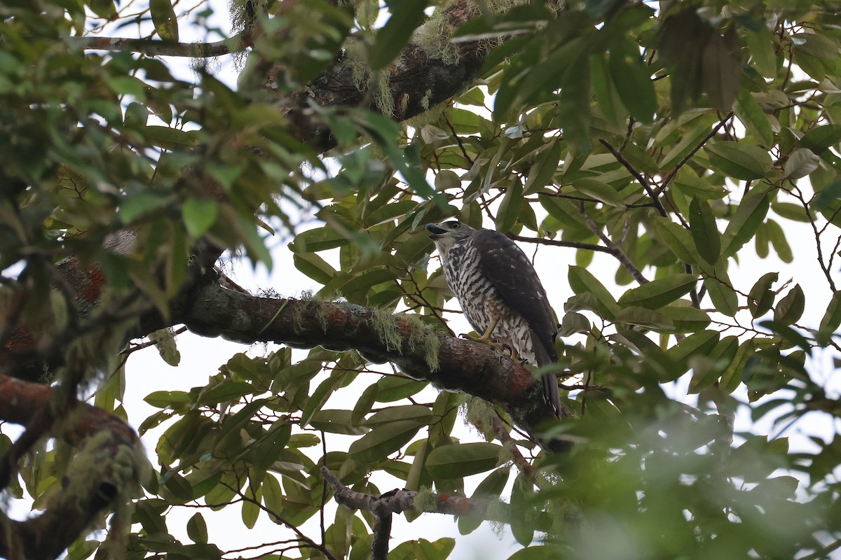 Inselhabicht [hiogaster-Gruppe] - ML647437732