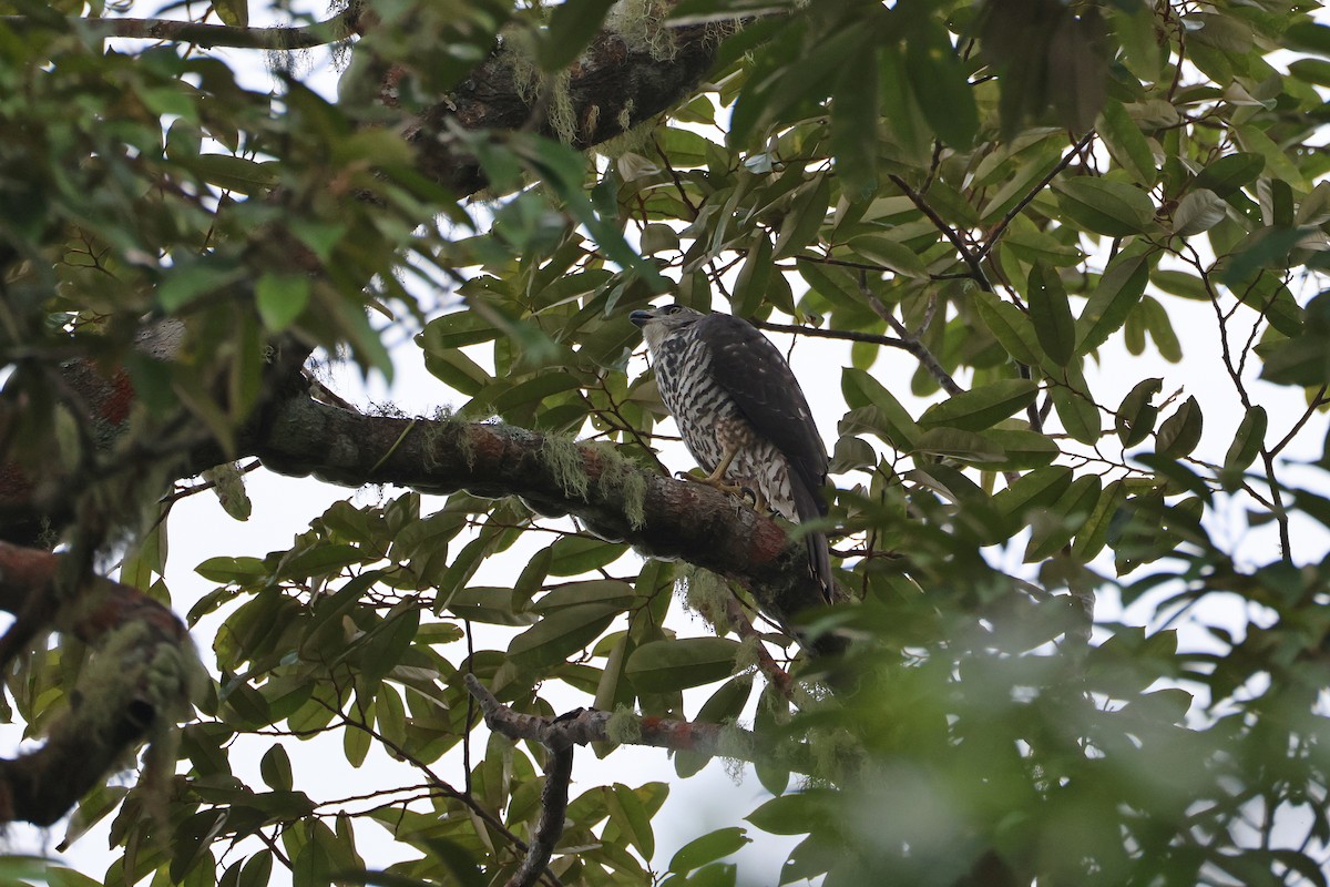 Inselhabicht [hiogaster-Gruppe] - ML647437733