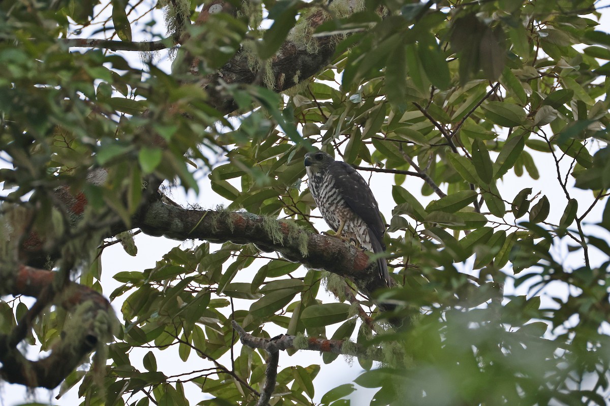 Inselhabicht [hiogaster-Gruppe] - ML647437734