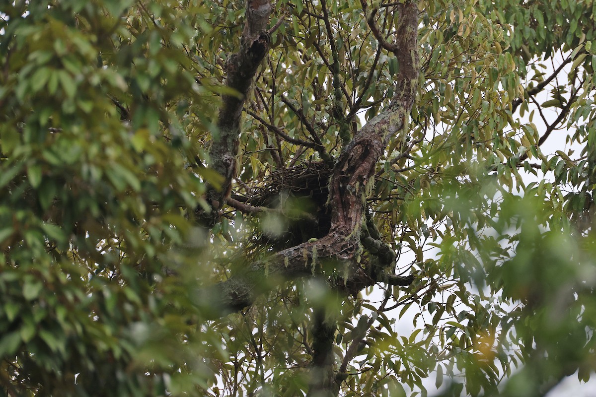 Inselhabicht [hiogaster-Gruppe] - ML647437735