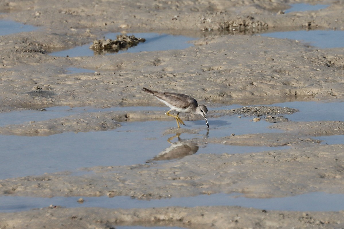 Gray-tailed Tattler - ML647437742