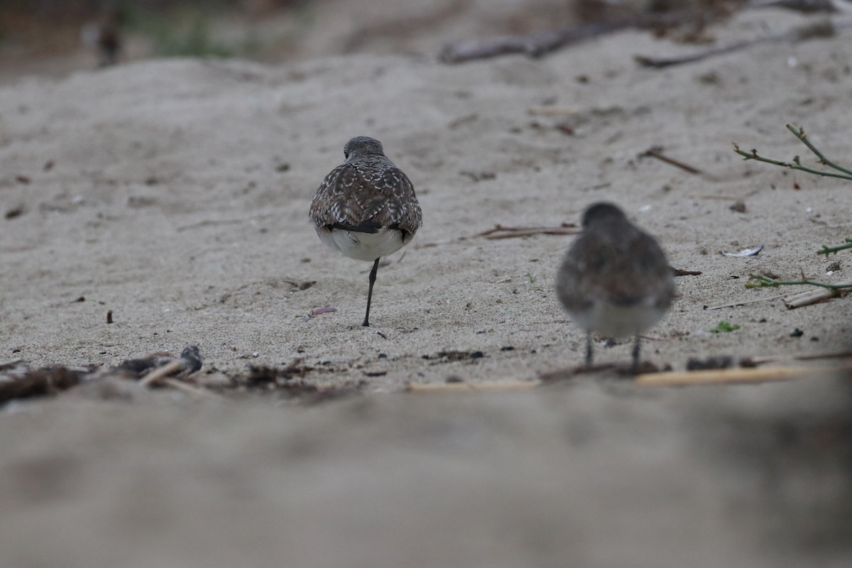 Тулес - ML647437744