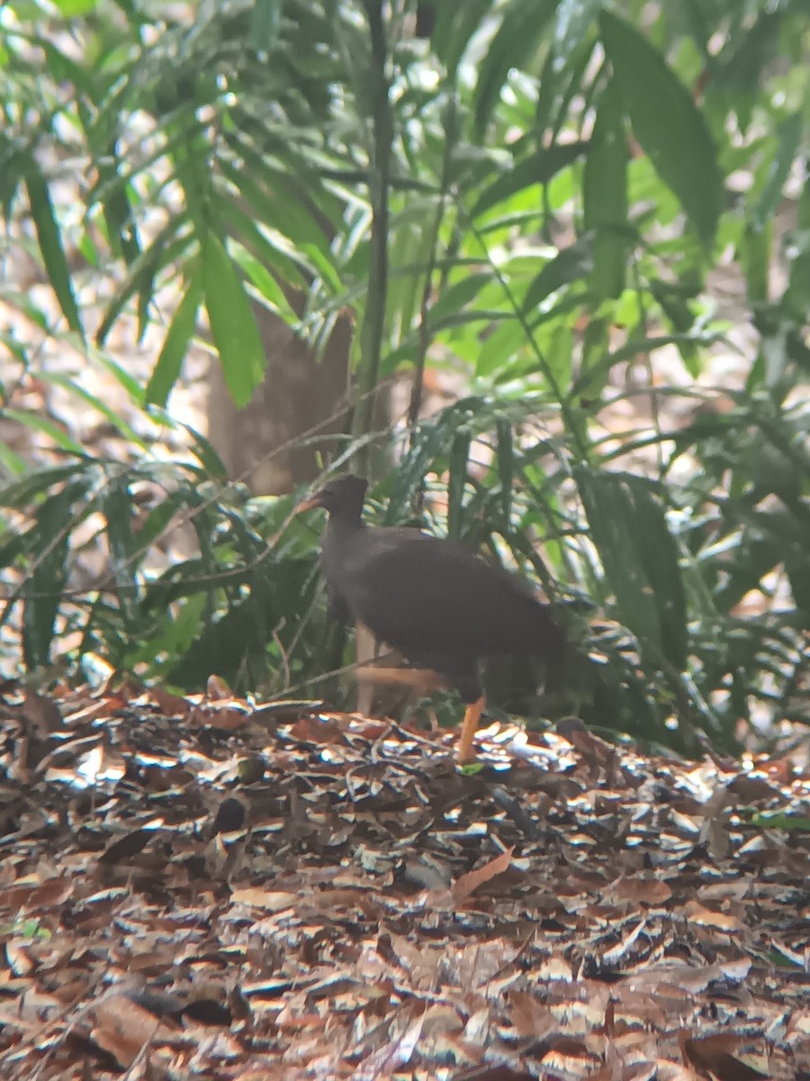 Orange-footed Megapode - ML647437745