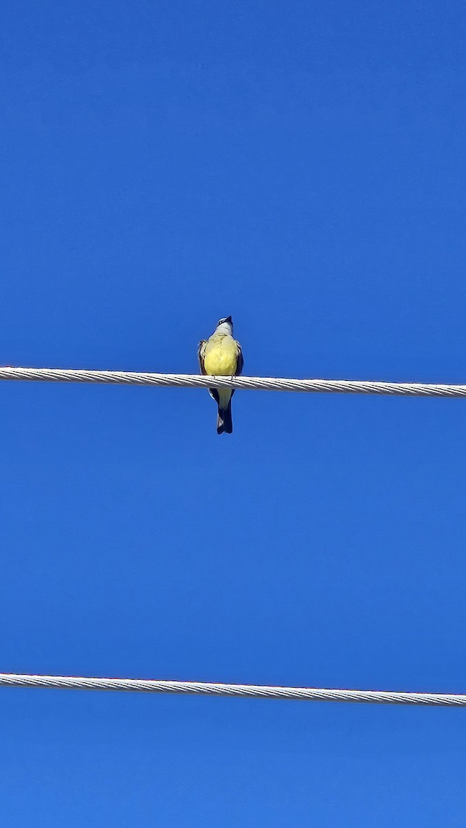 Tropical Kingbird - ML647437750
