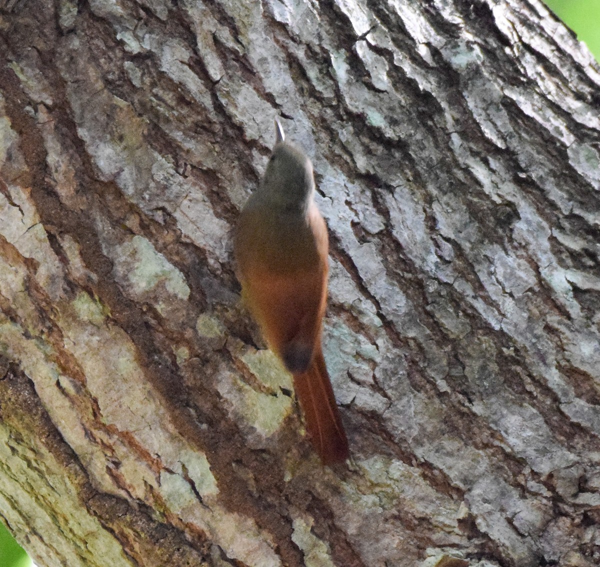 Olivaceous Woodcreeper - ML647437767