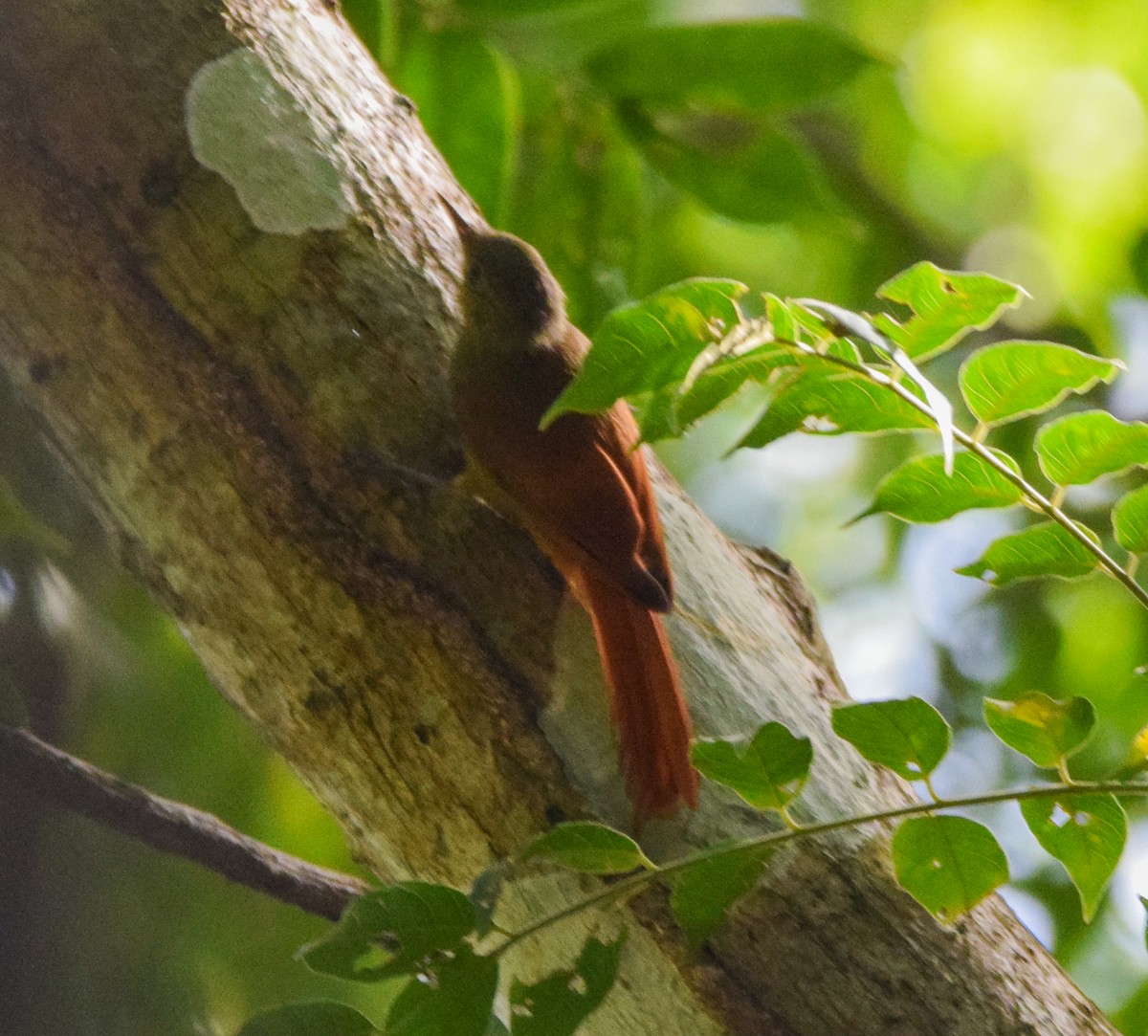 Olivaceous Woodcreeper - ML647437768