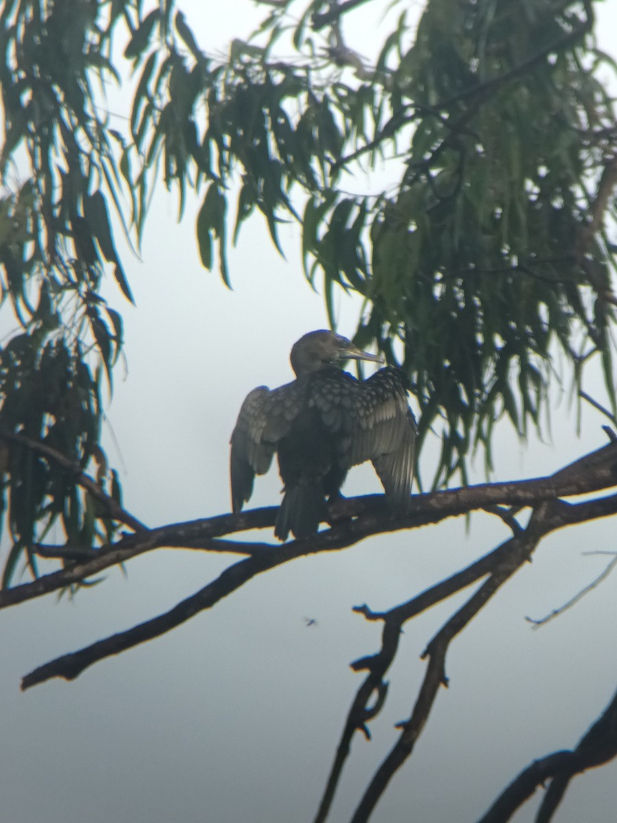 Little Black Cormorant - ML647437774