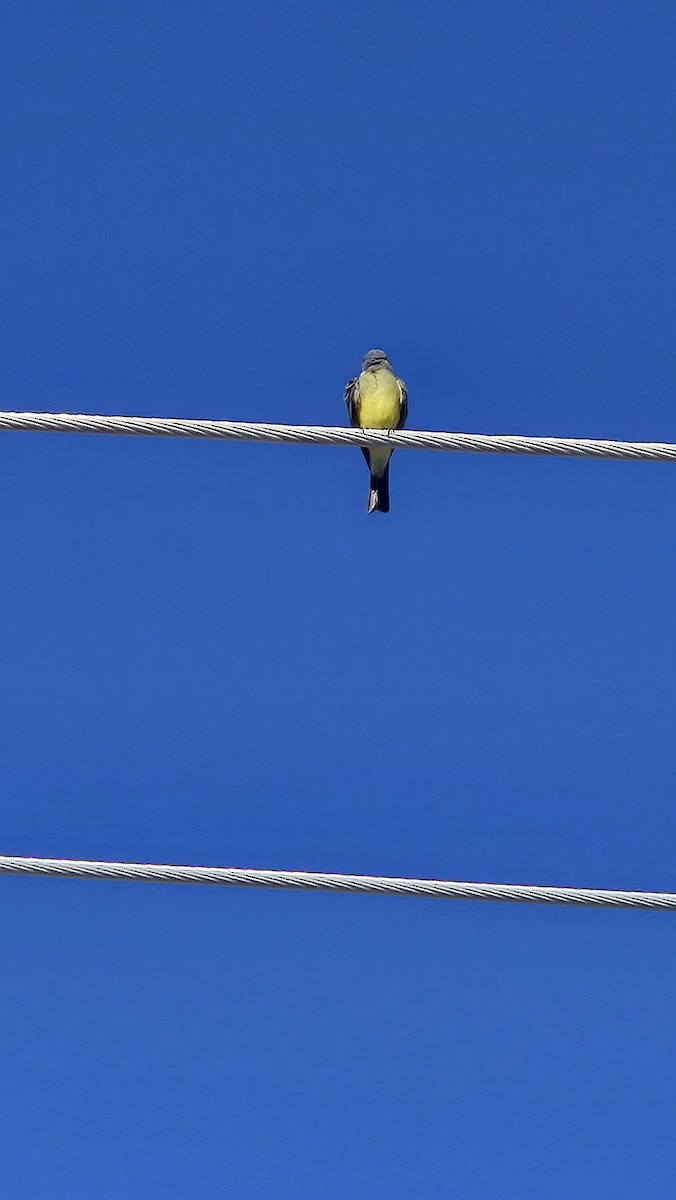 Tropical Kingbird - ML647437778