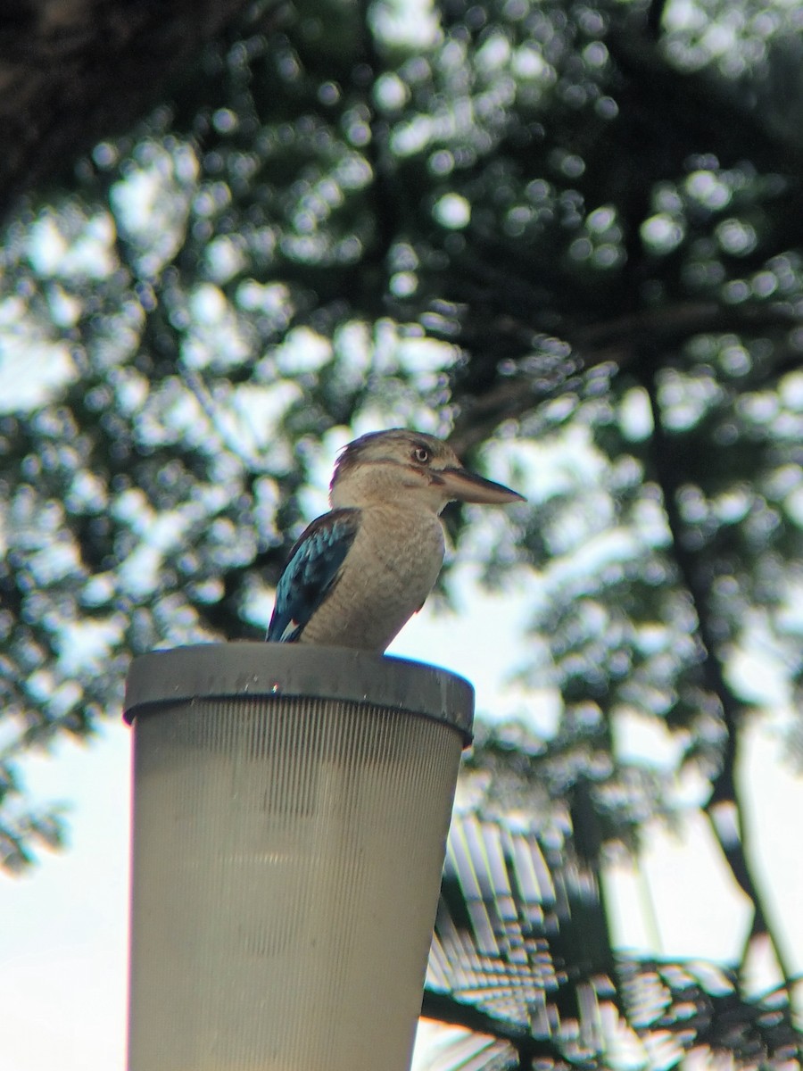Blue-winged Kookaburra - ML647437781