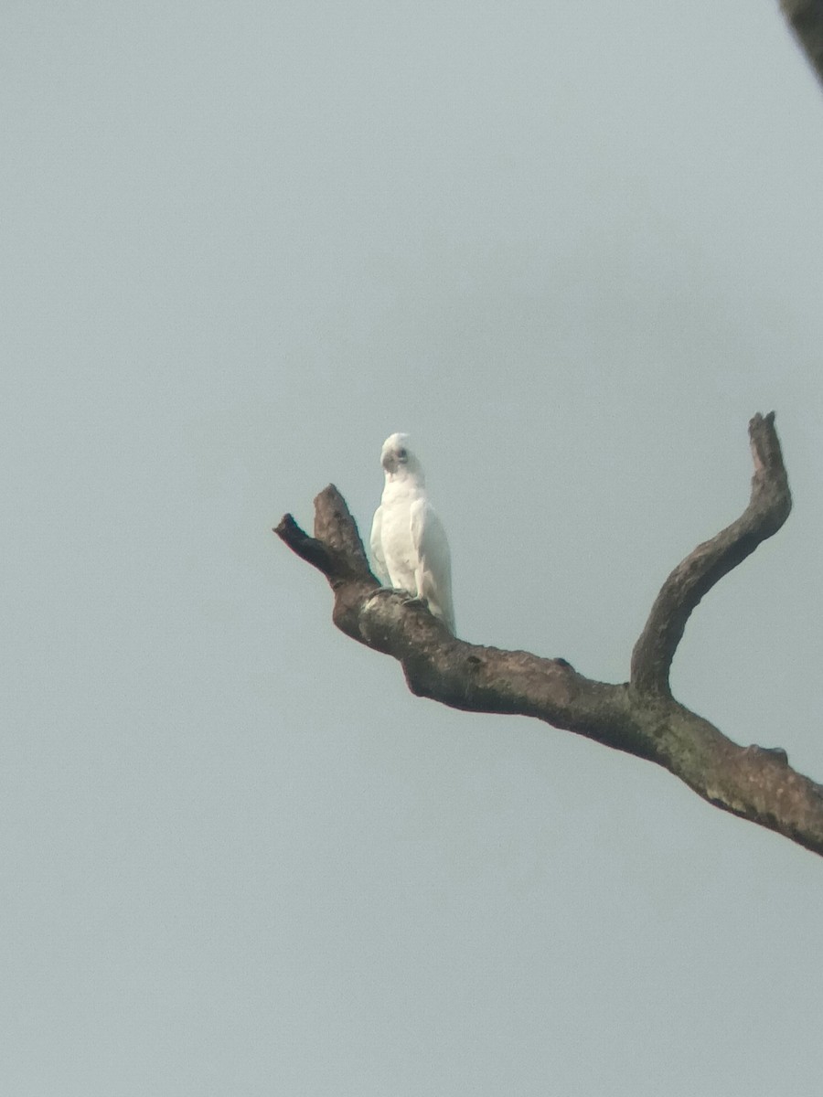 Little Corella - ML647437783