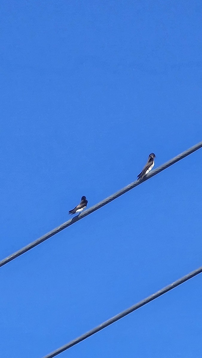 Northern Rough-winged Swallow - ML647437795